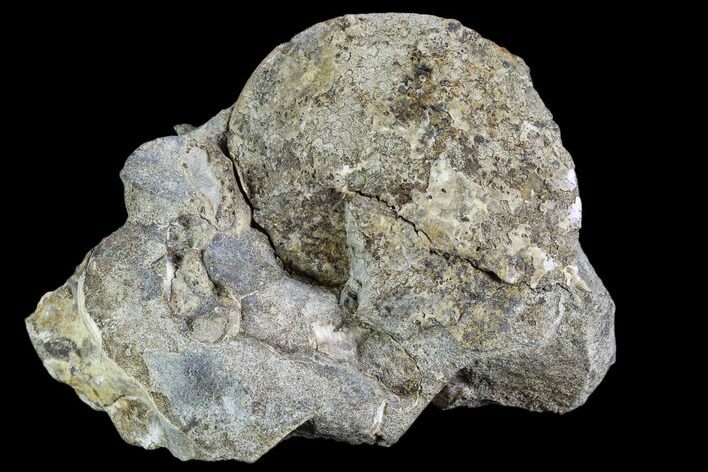 Sphenodiscus Ammonite - South Dakota #110573